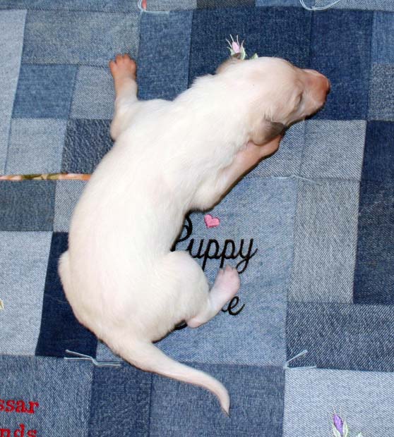 Puppy 6 - White Boy Top